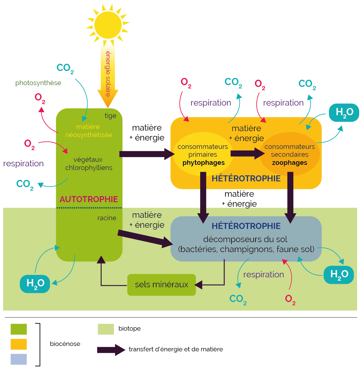 oxytropin to suplement wspierający naturalną energię organizmu, poprawiający witalność i odporność na codzienne wyzwania.