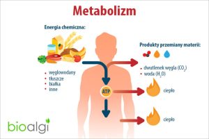 oxytropin wspiera metabolizm i zdrowie, pomagając w naturalnym procesie odchudzania oraz poprawie ogólnego samopoczucia.